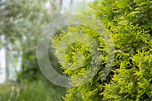 Green thuja tree close-up on a blurry background
