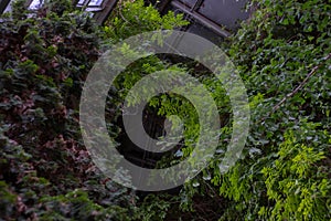 Green thuja tree close-up on a blurry background