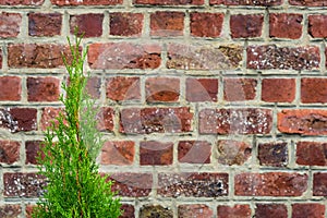 Green thuja tree on old red brick wall background