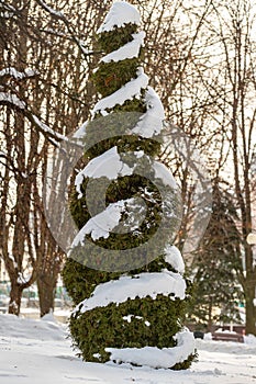 A green thuja trimmed in the shape of a spiral stands snow-covered in a winter park.