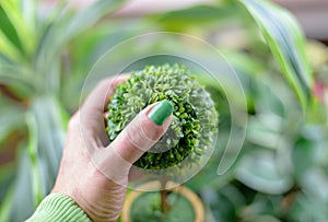 Green thumb concept with woman`s hand holding plant