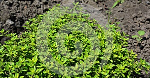 Green thyme growing in the garden