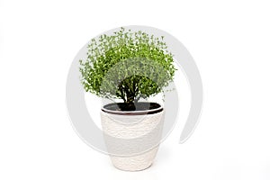 Green thyme plant growing on white background isolated