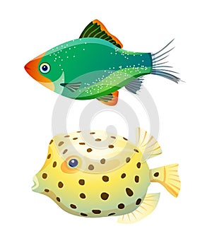 Green tiger barb and boxfish isolated on white