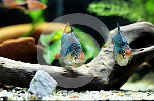 Green Tiger Barb freshwater fish - (Puntigrus tetrazona)