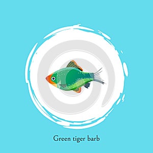 Green Tiger Barb in White Circle Isolated on Blue