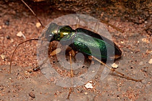 Green Tiger Beetle