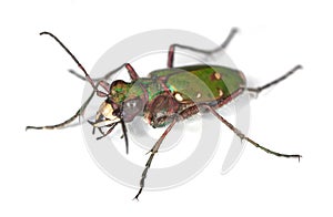 Green tiger beetle.