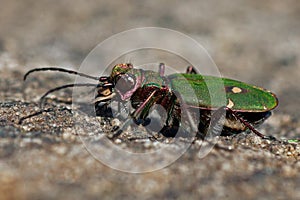 Green tiger beetle, Cicindela campestris