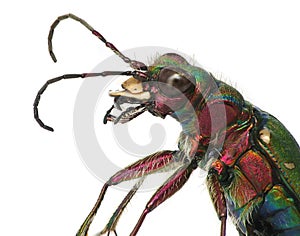 Green tiger beetle closeup