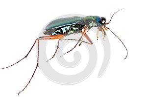 Green tiger beetle, Hetodonta