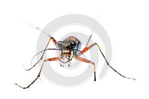 Green tiger beetle, Hetodonta