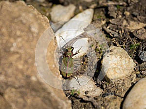 A green tiger beetle sitting on he ground