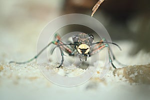 Green tiger beetle