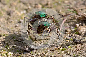 Green tiger beetles Cicindela campestris mating, head on