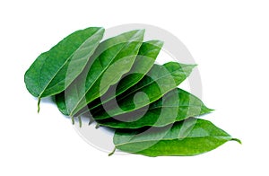 Green Tiliacora triandra leaves or Bai ya nang Thai name