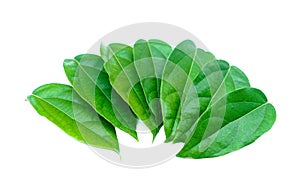 Green Tiliacora triandra leaves or Bai ya nang Thai name
