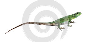 Green Timon pater specie of Wall lizard, isolated on white