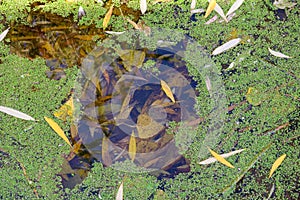 Green tina on a swamp on a sunny day