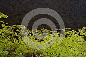 Green tina on the water in the pond close-up, you can not swim