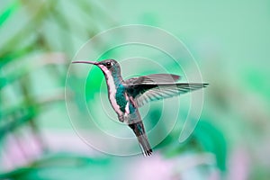 Green tinted hummingbird hovering in the air with a green background
