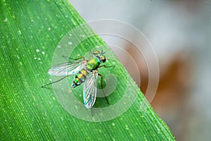 Green tiny fly on green leaf