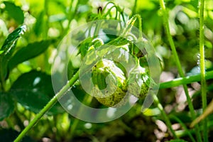 Green tiny verdant strawberries singing in the kaleyard during spring