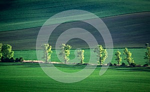 Green and tirquoise spring field abstract background