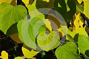 Green to yellow heart shaped early autumn leaves of Eastern redbud tree