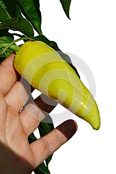 Green to yellow pepper Capsicum Annuum on plant from ecological agriculture, white background, held in left hand of farmer