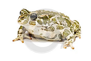 Green toad