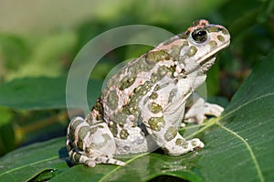 Green toad photo