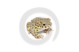 Green toad