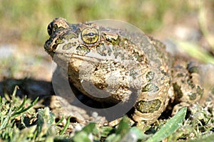 Green Toad