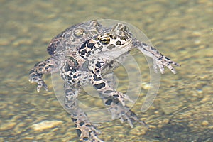 Green toad (Bufo viridis)