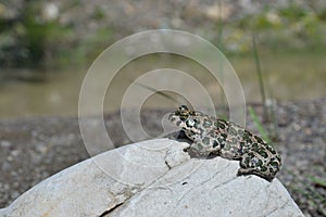 Green toad Bufo viridis