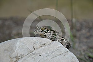 Green toad Bufo viridis