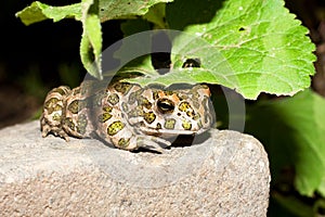 Green toad (Bufo viridis) on the hot rock