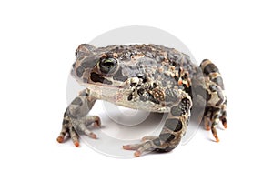 Green toad (Bufo viridis) isolated on white