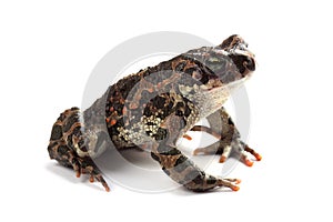 Green toad (Bufo viridis) isolated on white