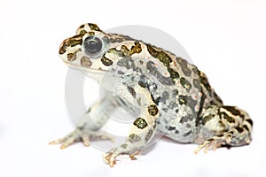 Green toad closeup isolated on white
