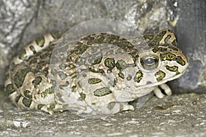 Green toad frog (Bufo viridis) in natural background