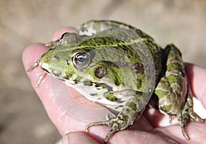 Green toad img