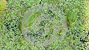 Green toad frog sits on organic texture of lemna minor or duckweed