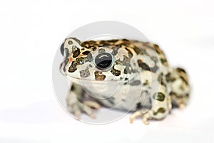 Green toad macro isolated on white