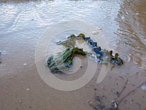 Toad on the river bank in Ukraine