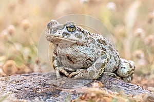 Green toad sitting on stone in Grass