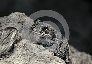 Green toad in summer morning