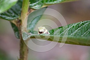 Green toad tadpole on leaf