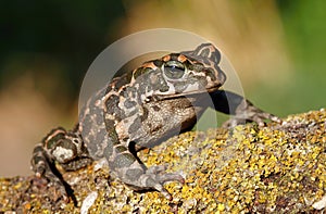 Green toad